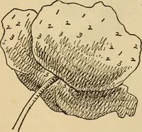 Picture 62 of 399 from Dainty work for pleasure and profit (1893), leaf 64