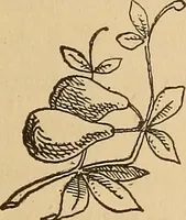 Picture 69 of 399 from Dainty work for pleasure and profit (1893), leaf 75