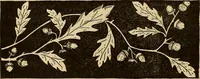 An illustration from Dainty work for pleasure and profit (1893)