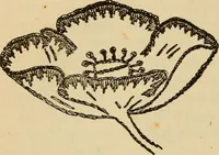 Picture 83 of 399 from Dainty work for pleasure and profit (1893), leaf 86