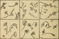 An illustration from Dainty work for pleasure and profit (1893)