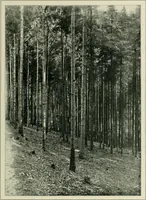 Picture 74 of 78 from Das Benediktinerstift Göttweig (1914), leaf 67