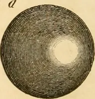 An illustration from Das Mikroskop, Theorie und Anwendung desselben (1867)