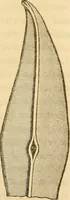 An illustration from Das Mikroskop, Theorie und Anwendung desselben (1867)