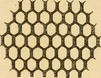 An illustration from Das Mikroskop, Theorie und Anwendung desselben (1867)