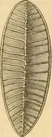 An illustration from Das Mikroskop, Theorie und Anwendung desselben (1867)