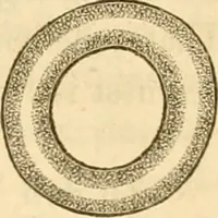 An illustration from Das Mikroskop, Theorie und Anwendung desselben (1867)