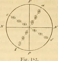 An illustration from Das Mikroskop, Theorie und Anwendung desselben (1867)