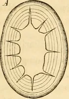 An illustration from Das Mikroskop, Theorie und Anwendung desselben (1867)