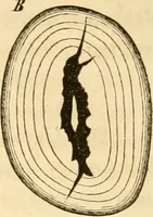 An illustration from Das Mikroskop, Theorie und Anwendung desselben (1867)