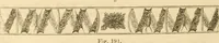 An illustration from Das Mikroskop, Theorie und Anwendung desselben (1867)