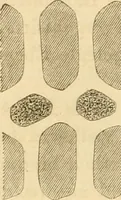 An illustration from Das Mikroskop, Theorie und Anwendung desselben (1867)