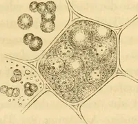 An illustration from Das Mikroskop, Theorie und Anwendung desselben (1867)