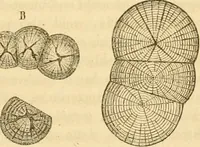 An illustration from Das Mikroskop, Theorie und Anwendung desselben (1867)
