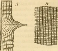 An illustration from Das Mikroskop, Theorie und Anwendung desselben (1867)