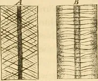 An illustration from Das Mikroskop, Theorie und Anwendung desselben (1867)