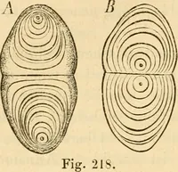 An illustration from Das Mikroskop, Theorie und Anwendung desselben (1867)