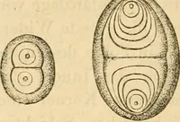 An illustration from Das Mikroskop, Theorie und Anwendung desselben (1867)