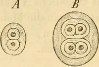 An illustration from Das Mikroskop, Theorie und Anwendung desselben (1867)