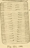 An illustration from Das Mikroskop, Theorie und Anwendung desselben (1867)