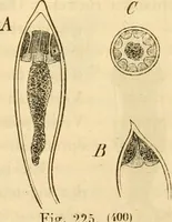 An illustration from Das Mikroskop, Theorie und Anwendung desselben (1867)