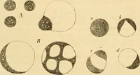 An illustration from Das Mikroskop, Theorie und Anwendung desselben (1867)