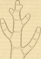 An illustration from Das Mikroskop, Theorie und Anwendung desselben (1867)