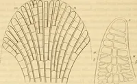 An illustration from Das Mikroskop, Theorie und Anwendung desselben (1867)