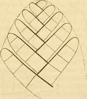 An illustration from Das Mikroskop, Theorie und Anwendung desselben (1867)