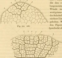 An illustration from Das Mikroskop, Theorie und Anwendung desselben (1867)
