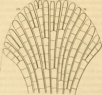 An illustration from Das Mikroskop, Theorie und Anwendung desselben (1867)