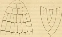 An illustration from Das Mikroskop, Theorie und Anwendung desselben (1867)