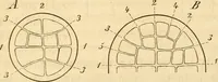An illustration from Das Mikroskop, Theorie und Anwendung desselben (1867)