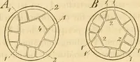 An illustration from Das Mikroskop, Theorie und Anwendung desselben (1867)