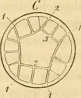 An illustration from Das Mikroskop, Theorie und Anwendung desselben (1867)