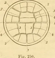 An illustration from Das Mikroskop, Theorie und Anwendung desselben (1867)