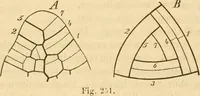 An illustration from Das Mikroskop, Theorie und Anwendung desselben (1867)