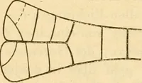 An illustration from Das Mikroskop, Theorie und Anwendung desselben (1867)