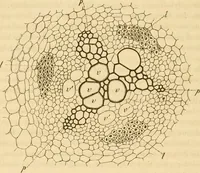 An illustration from Das Mikroskop, Theorie und Anwendung desselben (1867)