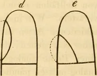 An illustration from Das Mikroskop, Theorie und Anwendung desselben (1867)