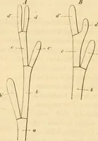 An illustration from Das Mikroskop, Theorie und Anwendung desselben (1867)