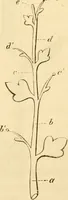 An illustration from Das Mikroskop, Theorie und Anwendung desselben (1867)