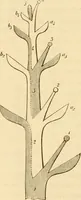 An illustration from Das Mikroskop, Theorie und Anwendung desselben (1867)