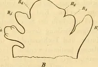 An illustration from Das Mikroskop, Theorie und Anwendung desselben (1867)