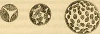 An illustration from Das Mikroskop, Theorie und Anwendung desselben (1867)