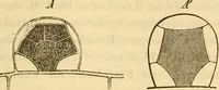 An illustration from Das Mikroskop, Theorie und Anwendung desselben (1867)