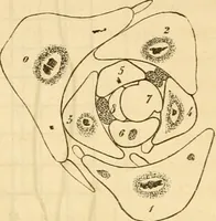 An illustration from Das Mikroskop, Theorie und Anwendung desselben (1867)