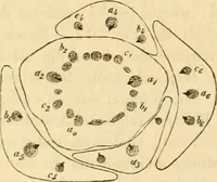 An illustration from Das Mikroskop, Theorie und Anwendung desselben (1867)