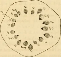 An illustration from Das Mikroskop, Theorie und Anwendung desselben (1867)