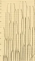 An illustration from Das Mikroskop, Theorie und Anwendung desselben (1867)